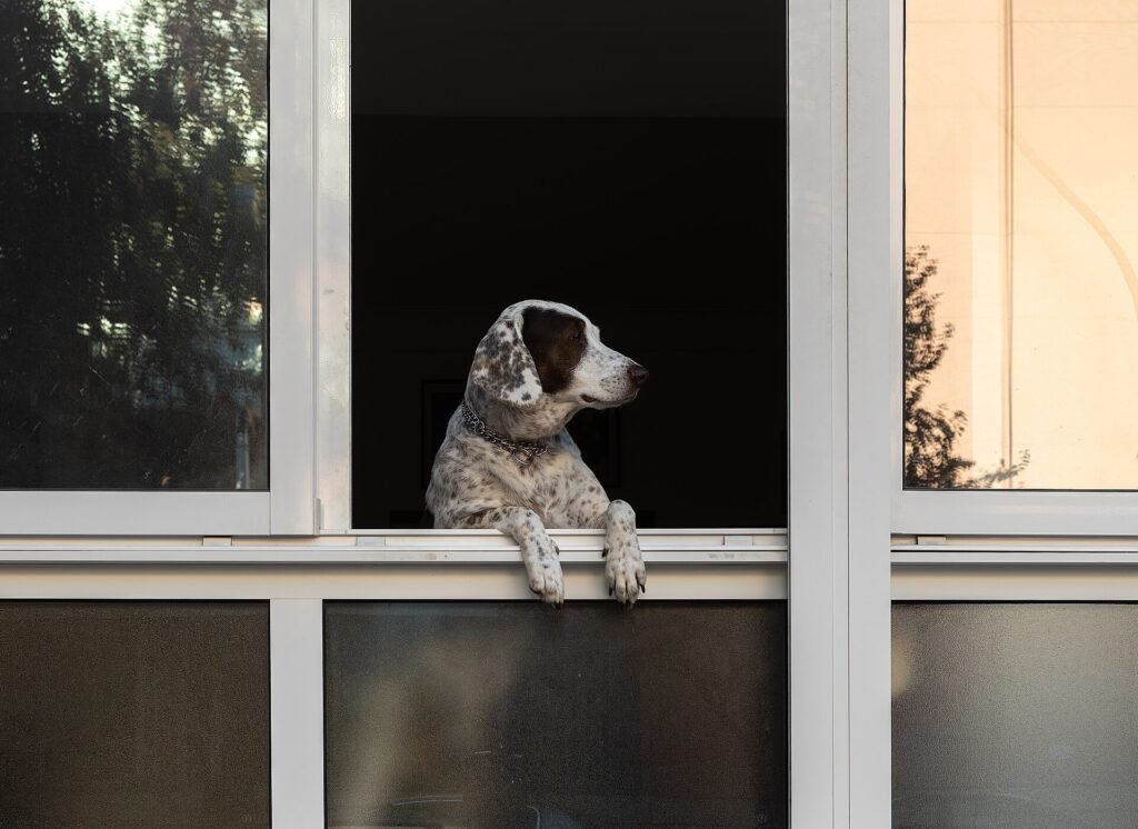 Hond aan de lijn op straat naast een wandelende eigenaar