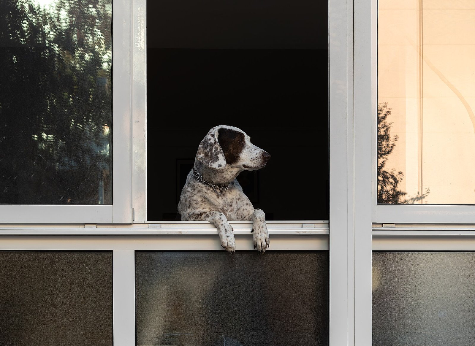 Hond aan de lijn op straat naast een wandelende eigenaar
