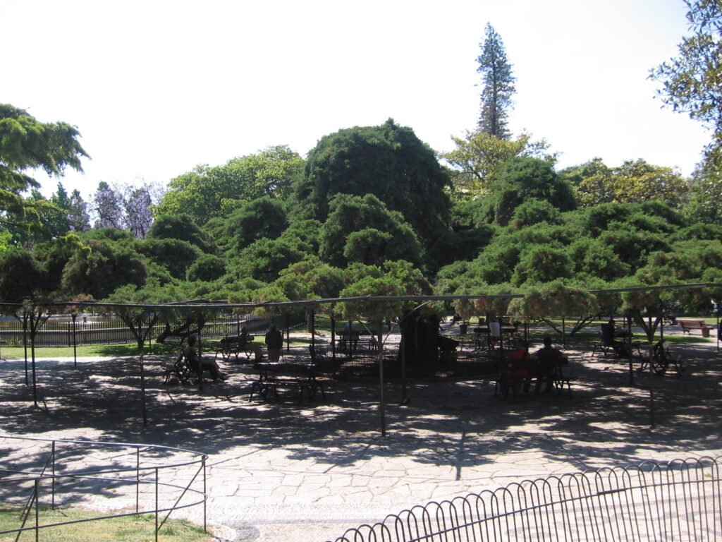 Brede platgesnoeide ceder boven een terras in een stadstuin in Lissabon